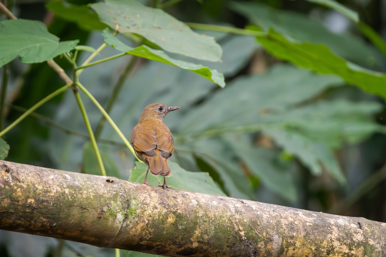 image Cocoa Thrush